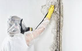 Best Commercial Mold Inspection in Cottonwood Shores, TX